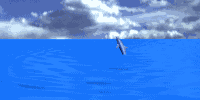 dolphin3.gif (47094 octets)