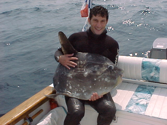 poisson_aileron.jpg (57923 octets)